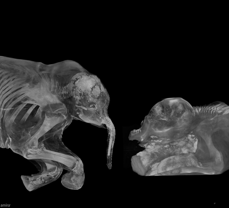 Illustration for article titled First Detailed Look Inside the Childhood of a Lost Species